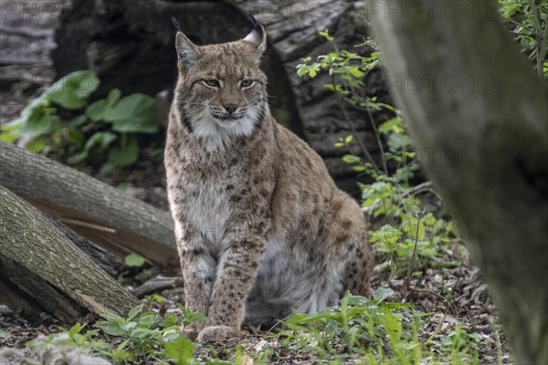 Eurasian lynx (Lynx lynx), captive), coordination enclosure Huetscheroda, Thuringia, Germany, Europe