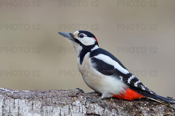 Great spotted woodpecker (Dendrocopos major) male sitting on the trunk of a fallen Birch, Animals, Birds, Woodpeckers, Wilnsdorf, North Rhine-Westphalia, Germany, Europe