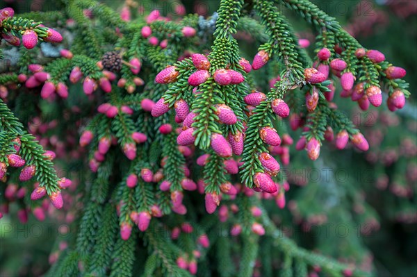 Young fruits of a Caucasian spruce (Picea orientalis), Bavaria, Germany, Europe