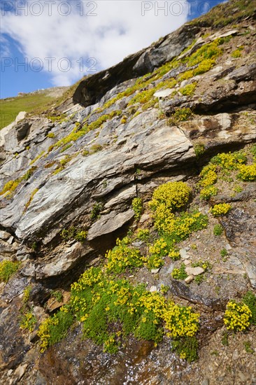 Yellow mountain saxifrage (Saxifraga aizoides) blooming in the mountains at Hochalpenstrasse, Pinzgau, Salzburg, Austria, Europe