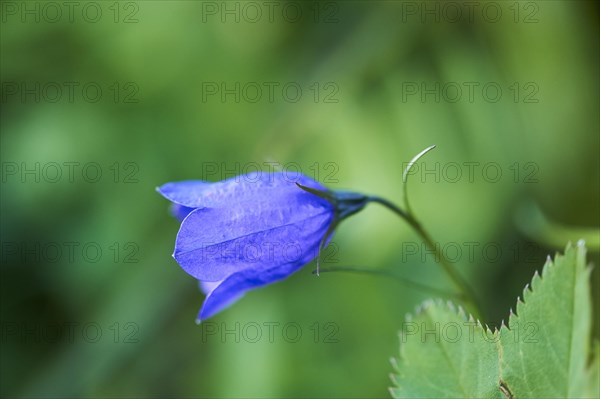 Earleaf bellflower (Campanula cochleariifolia) blooming in the mountains at Hochalpenstrasse, Pinzgau, Salzburg, Austria, Europe