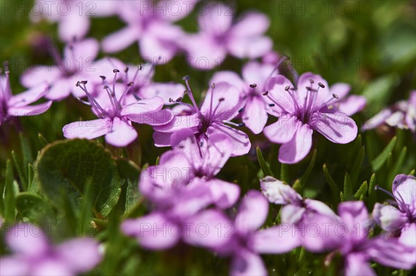 Moss campion (Silene acaulis) blooming in the mountains at Hochalpenstrasse, Pinzgau, Salzburg, Austria, Europe