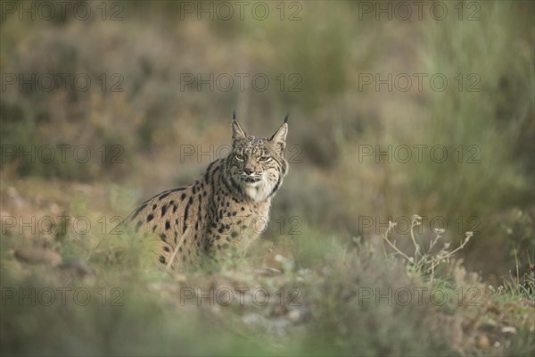 Pardell Lynx female, Iberian Lynx (Lynx pardinus), Extremadura, Castilla La Mancha, Spain, Europe