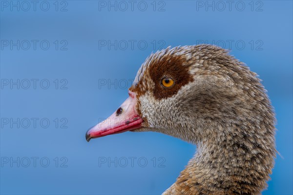 Egyptian geese (Alopochen aegyptiaca), head, portrait, on the banks of the Main, Offenbach am Main, Hesse, Germany, Europe