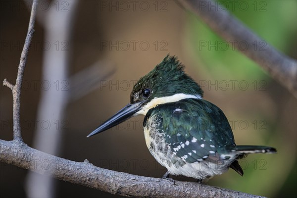 Green Kingfisher (Chloroceryle americana) Pantanal Brazil