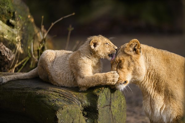 Asiatic lion (Panthera leo persica) lioness lycking her cub, captive, habitat in India