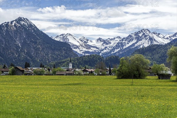 Common dandelion (Taraxacum), flowering dandelion field, behind Oberstdorf and mountains of the Allgaeu Alps, Oberallgaeu, Allgaeu, Bavaria, Germany, Europe