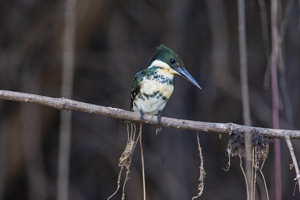 Green Kingfisher (Chloroceryle americana) Pantanal Brazil