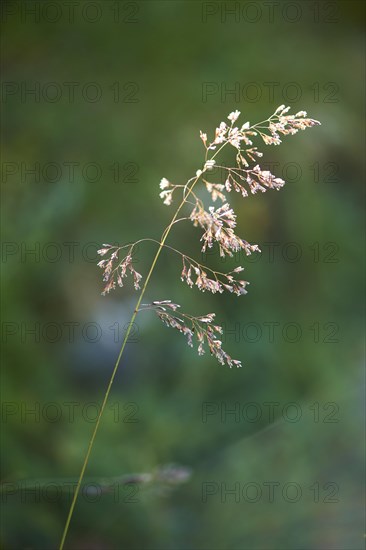 Tufted hairgrass (Deschampsia cespitosa) in the mountains at Hochalpenstrasse, Pinzgau, Salzburg, Austria, Europe