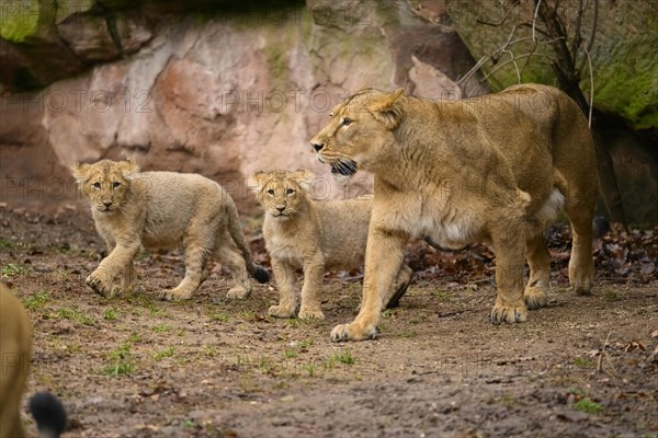 Asiatic lion (Panthera leo persica) lioness with her cubs, captive, habitat in India