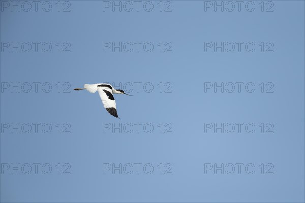 Pied avocet (Recurvirostra avosetta) adult bird in flight, England, United Kingdom, Europe