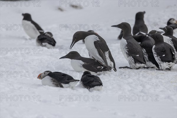 Common guillemot (Uria aalgae), copulation, in the snow, Hornoya, Hornoya, Varangerfjord, Finmark, Northern Norway