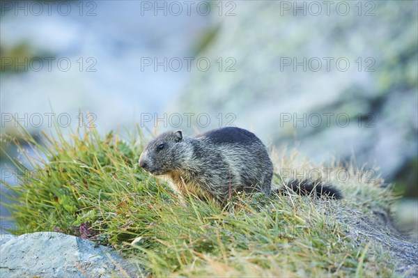 Alpine marmot (Marmota marmota) youngster on a meadow in summer, Grossglockner, High Tauern National Park, Austria, Europe