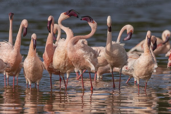 Lesser Flamingos (Phoeniconaias minor), Lake Ndutu, Ndutu Conservation Area, Tanzania, Africa