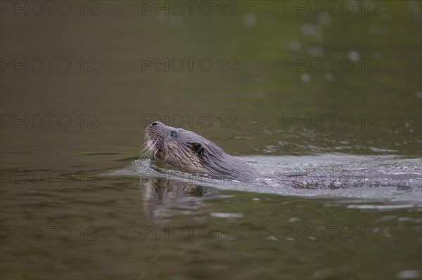 European otter (Lutra lutra) adult animal swimming in a river, Suffolk, England, United Kingdom, Europe