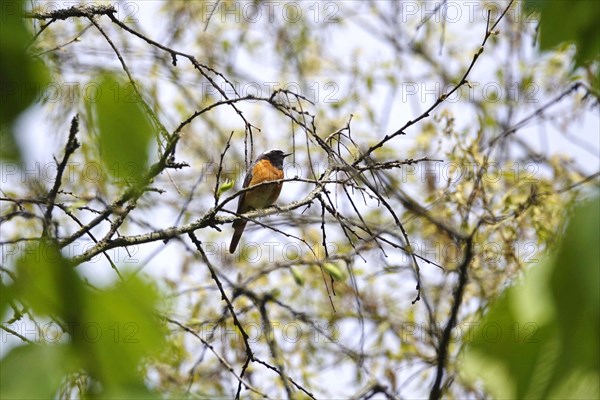 Common redstart (Phoenicurus phoenicurus), spring, Germany, Europe