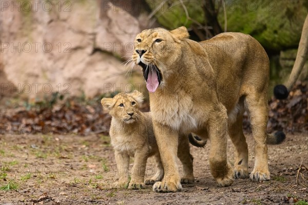 Asiatic lion (Panthera leo persica) lioness with her cub, captive, habitat in India