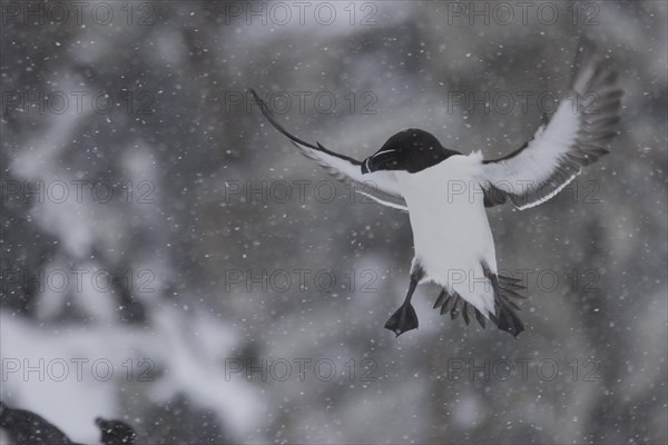 Razorbill (Alca torda), in flight, in the snow, Hornoya, Hornoya, Varangerfjord, Finmark, Northern Norway