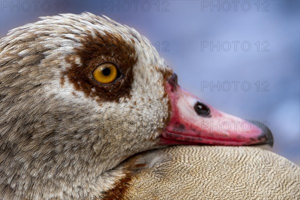 Egyptian geese (Alopochen aegyptiaca), head, portrait, on the banks of the Main, Offenbach am Main, Hesse, Germany, Europe