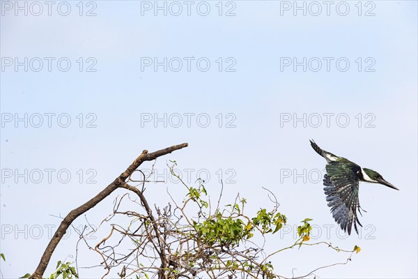 Green Kingfisher (Chloroceryle americana) Pantanal Brazil