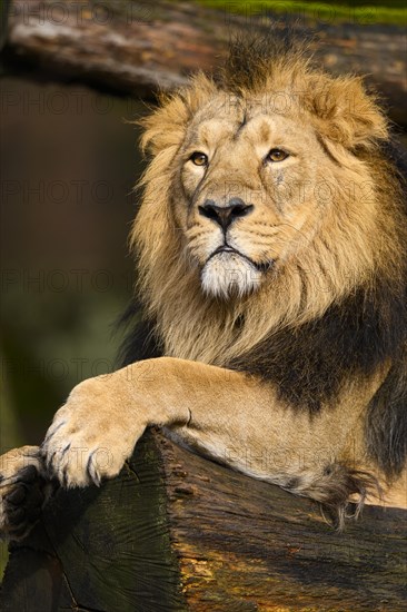 Asiatic lion (Panthera leo persica) male lying on a tree trunk, captive, habitat in India