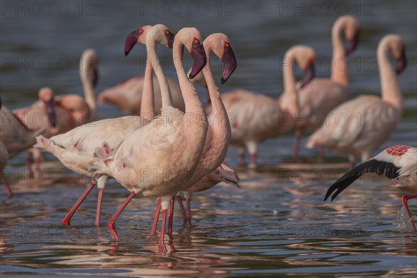 Lesser Flamingos (Phoeniconaias minor), Lake Ndutu, Ndutu Conservation Area, Tanzania, Africa