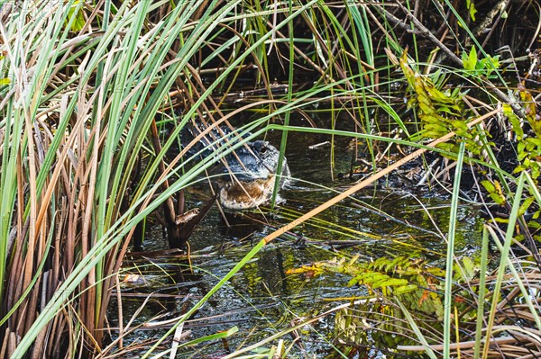 Alligators Everglades National Park, US Highway 41, Miami, Everglades, Florida, USA, North America