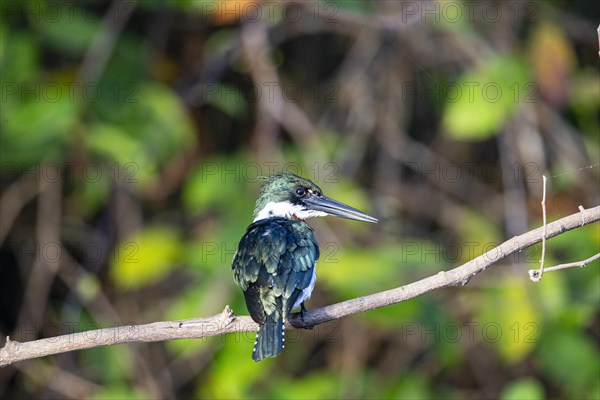 Green Kingfisher (Chloroceryle americana) Pantanal Brazil