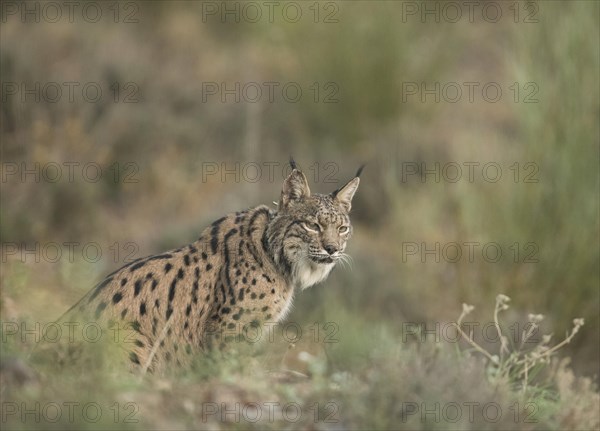 Pardell Lynx female, Iberian Lynx (Lynx pardinus), Extremadura, Castilla La Mancha, Spain, Europe