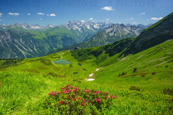 Alpine rose blossom, panorama from Fellhorn over Schlappoldsee and Fellhornbahn mountain station to the central main ridge of the Allgaeu Alps, Allgaeu, Bavaria, Germany, Europe