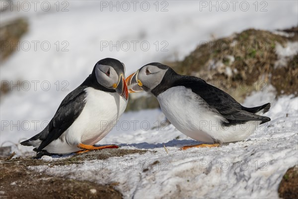 Puffin (Fratercula arctica), beak in greeting, in the snow, Hornoya, Hornoya, Varangerfjord, Finmark, Northern Norway