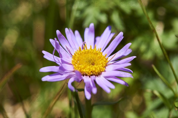 Alpine aster (Aster alpinus) blooming in the mountains at Hochalpenstrasse, Pinzgau, Salzburg, Austria, Europe