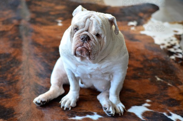 Pretty white english bulldog sitting on carpet