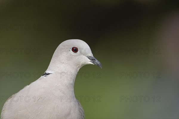 Eurasian collard dove (Streptopelia decaocto) adult bird head portrait, England, United Kingdom, Europe