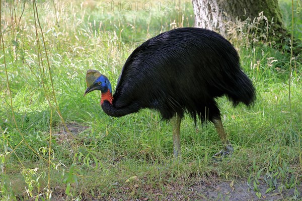 Northern cassowary (Casuarius unappendiculatus), adult, foraging, captive, Papua New Guinea, Oceania