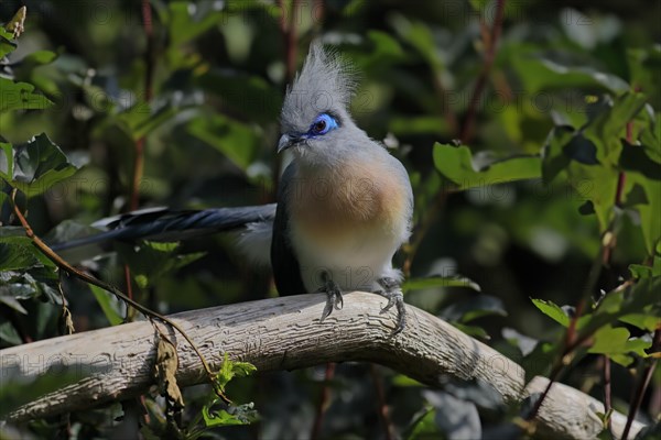 Crested coua (Coua cristata), Crested coua, adult, perch, captive, Madagascar, Africa