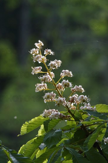 Chestnut blossom, spring, Germany, Europe