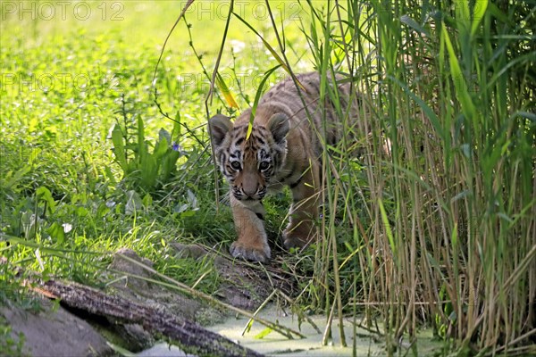 Siberian tiger (Panthera tigris altaica), young animal, alert, captive