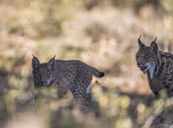 Iberian lynx female with young animal, Iberian lynx (Lynx pardinus), Extremadura, Castilla La Mancha, Spain, Europe