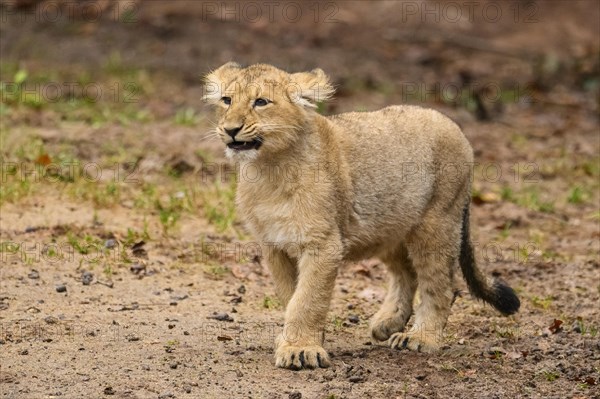 Asiatic lion (Panthera leo persica) cub standing in the dessert, captive, habitat in India