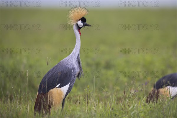 Crowned crane (Balearica regulorum), Ngorongoro Crater, Tanzania, Africa