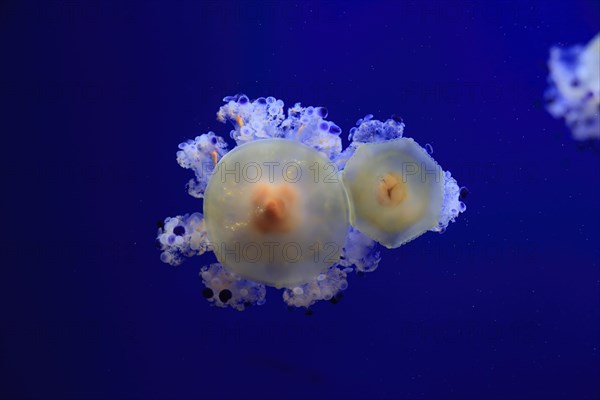 Fried egg jellyfish (Cotylorhiza tuberculata), in water, captive, Mediterranean Sea