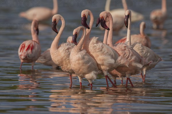 Lesser Flamingos (Phoeniconaias minor), Lake Ndutu, Ndutu Conservation Area, Tanzania, Africa