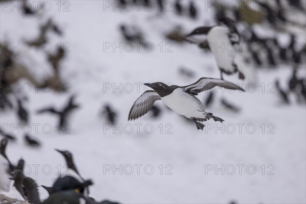 Common guillemot (Uria aalgae), flight, in the snow, Hornoya, Hornoya, Varangerfjord, Finmark, Northern Norway