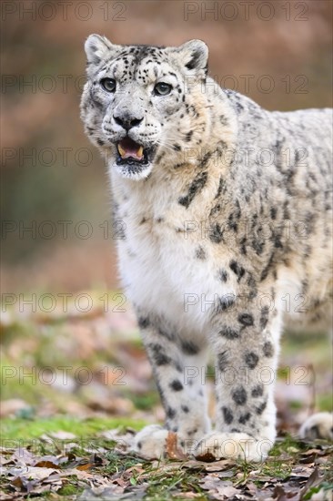 Snow leopard (Panthera uncia) sneaking through the forest, captive, habitat in Asia