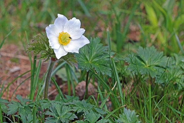 Alpine pasqueflower (Pulsatilla alpina)