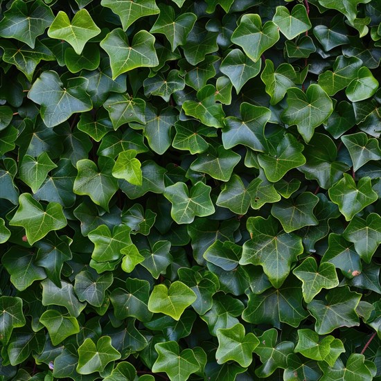 Seamless pattern of ivy leaves climbing a wall AI generated