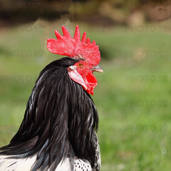 Domestic Chicken (Gallus gallus domesticus), cock in a meadow, animal portrait, Hesse, Germany, Europe