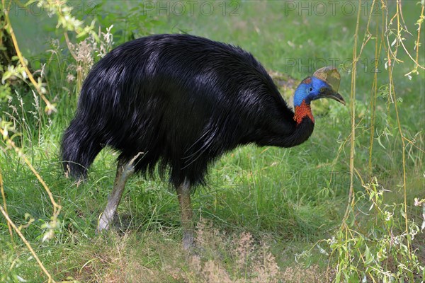 Northern cassowary (Casuarius unappendiculatus), adult, foraging, captive, Papua New Guinea, Oceania