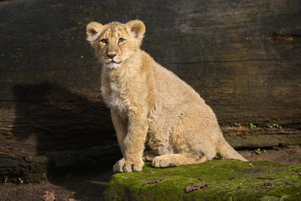 Asiatic lion (Panthera leo persica) cub sitting in the dessert, captive, habitat in India